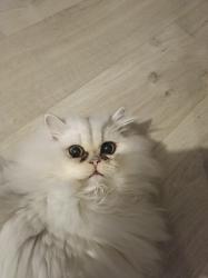 Lost Male Cat last seen Punch bowl lane woodlands, Surrey, England 
