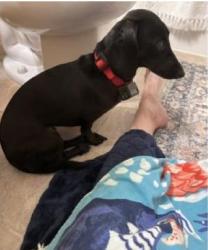 Shelter Stray Female Dog last seen Near Jupiter Drive, Madison 13, City of, WI, 5132 Voges Rd, Madison, WI 53718, USA