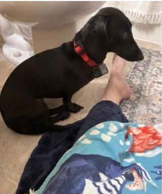 Shelter Stray Female Dog last seen Near Jupiter Drive, Madison 13, City of, WI, 5132 Voges Rd, Madison, WI 53718, USA