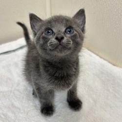 Shelter Stray Female Cat last seen Airline Dr & Southwood Dr, City of College Station, TX, 5359 Leonard Rd, Bryan, TX 77807, USA