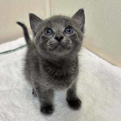 Shelter Stray Female Cat last seen Airline Dr & Southwood Dr, City of College Station, TX, 5359 Leonard Rd, Bryan, TX 77807, USA
