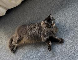 Reunited Male Cat last seen Redwood & Vine, Fort Collins, CO 80524
