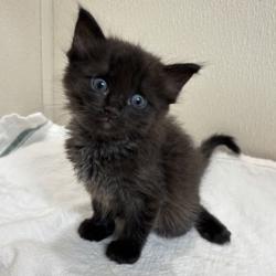 Shelter Stray Female Cat last seen Airline Dr & Southwood Dr, City of College Station, TX, 5359 Leonard Rd, Bryan, TX 77807, USA