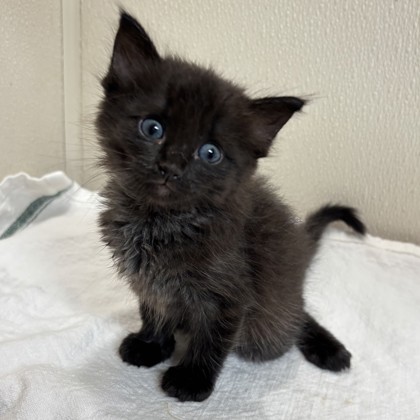 Shelter Stray Female Cat last seen Airline Dr & Southwood Dr, City of College Station, TX, 5359 Leonard Rd, Bryan, TX 77807, USA