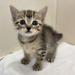 Shelter Stray Female Cat last seen Airline Dr & Southwood Dr, City of College Station, TX, 5359 Leonard Rd, Bryan, TX 77807, USA