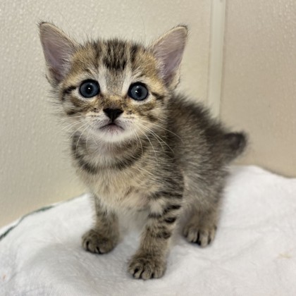 Shelter Stray Female Cat last seen Airline Dr & Southwood Dr, City of College Station, TX, 5359 Leonard Rd, Bryan, TX 77807, USA