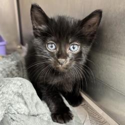 Shelter Stray Male Cat last seen Holleman / Dexter, City of College Station, TX, 5359 Leonard Rd, Bryan, TX 77807, USA