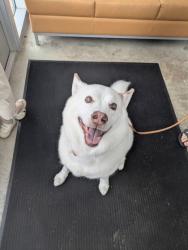 Shelter Stray Male Dog last seen , , TX, 355 Hillshire Dr, Haslet, TX 76052, USA