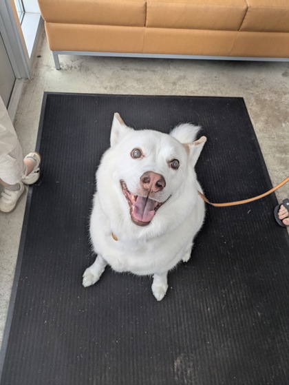 Shelter Stray Male Dog last seen , , TX, 355 Hillshire Dr, Haslet, TX 76052, USA