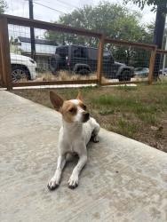Lost Male Dog last seen N Olive Street, San Antonio, TX 78238