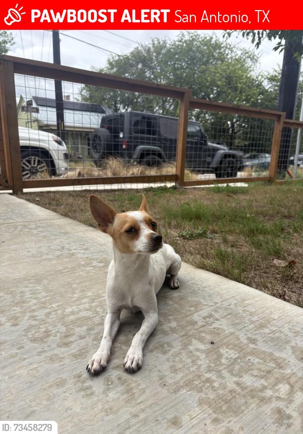 Lost Male Dog last seen N Olive Street, San Antonio, TX 78238