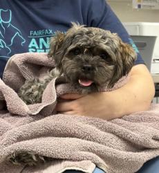 Shelter Stray Female Dog last seen Alexandria, VA, 22306, Fordson Rd & Beechcraft Dr, Fairfax County, VA, 4500 West Ox Rd, Fairfax, VA 22030, USA
