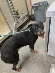 Shelter Stray Male Dog last seen central ave, Middletown, OH, 1820 Princeton Rd, Hamilton, OH 45011, USA