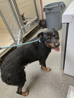 Shelter Stray Male Dog last seen central ave, Middletown, OH, 1820 Princeton Rd, Hamilton, OH 45011, USA
