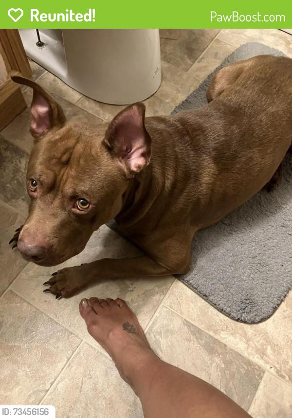 Reunited Male Dog last seen Nimick St and Oakwood St, Pittsburgh, PA 15221