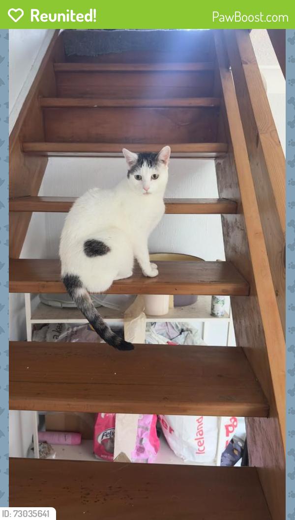Reunited Female Cat last seen Central drive, Greater Manchester, England SK5 7JQ