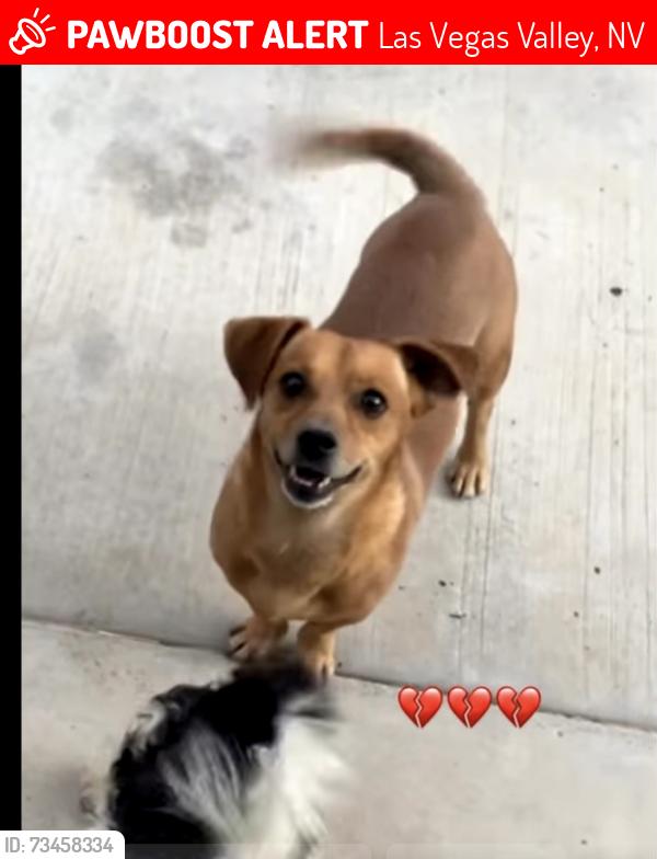 Lost Male Dog last seen Tropicana and mountain Vista, Las Vegas Valley, NV 89121