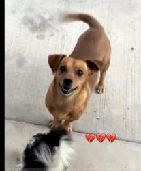 Lost Male Dog last seen Tropicana and mountain Vista, Las Vegas Valley, NV 89121