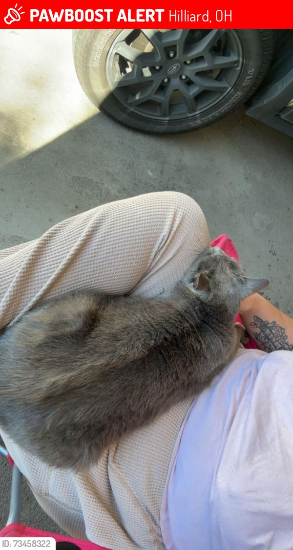 Lost Female Cat last seen Hilliard Heights cndmniums, Hilliard, OH 43026