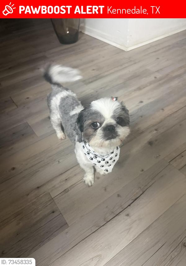 Lost Female Dog last seen Near new hope rd kennedale, Kennedale, TX 76060