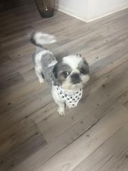Lost Female Dog last seen Near new hope rd kennedale, Kennedale, TX 76060