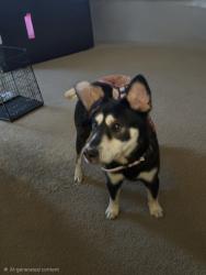Found/Stray Female Dog last seen Near Quaker Creek Dr., Mebane, NC 27302