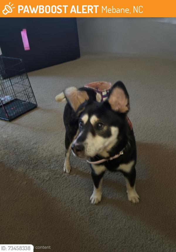 Found/Stray Female Dog last seen Near Quaker Creek Dr., Mebane, NC 27302
