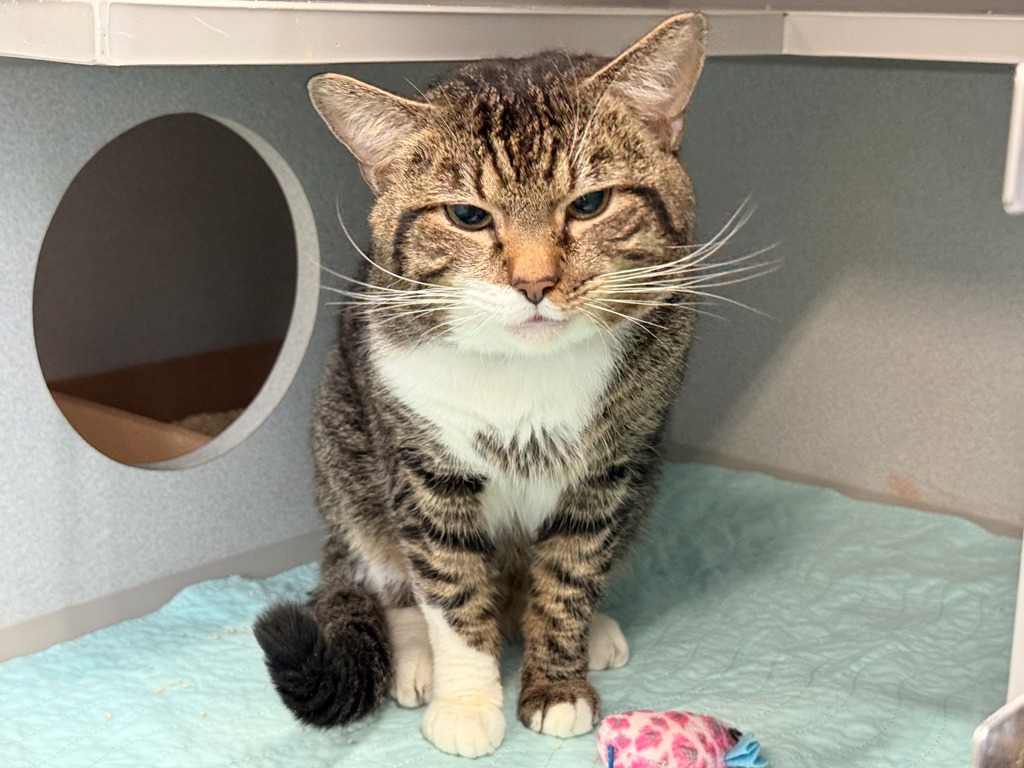 Shelter Stray Male Cat last seen Apt 2d,1696 Nelson Avenue, BRONX, NY, 10453, 326 E 110th St, New York, NY 10029, USA