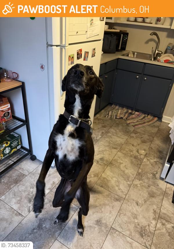 Found/Stray Female Dog last seen E Tulane Rd & Audubon Rd, Columbus, OH 43202