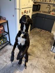 Found/Stray Female Dog last seen E Tulane Rd & Audubon Rd, Columbus, OH 43202