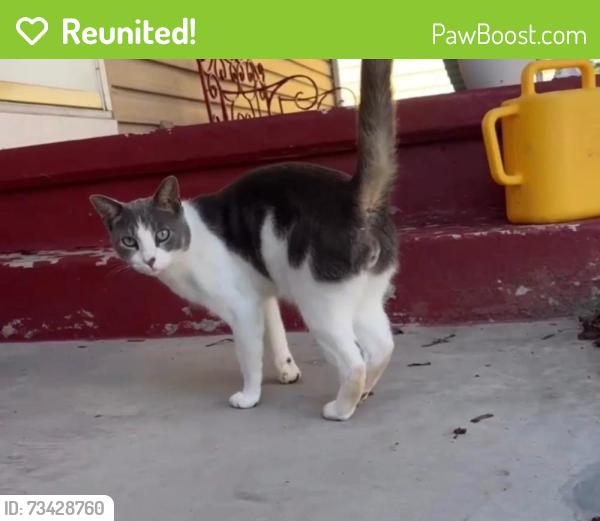 Reunited Male Cat last seen W bake st, Hortonville, WI 54944