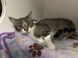 Shelter Stray Female Cat last seen Near N 2nd Street, El Cajon, CA, 92021, El Cajon, CA 92020, USA