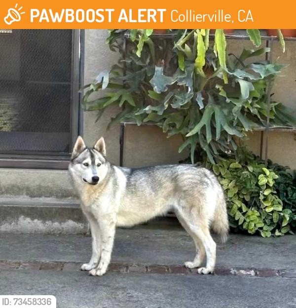 Found/Stray Female Dog last seen Lower Sacramento, Collierville, CA 95220