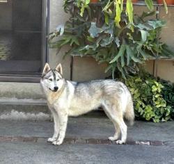 Found/Stray Female Dog last seen Lower Sacramento, Collierville, CA 95220