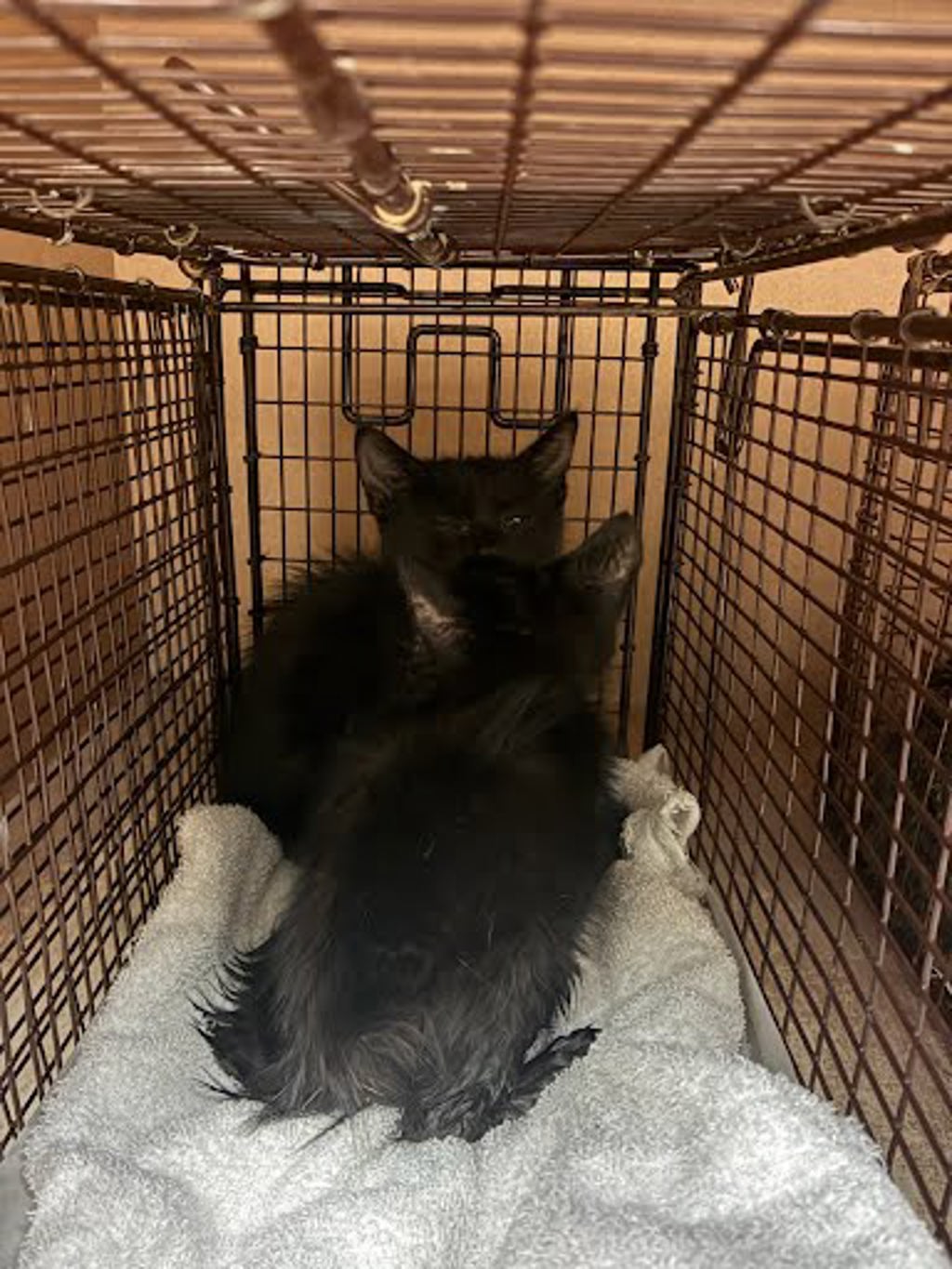 Shelter Stray Female Cat last seen Near Farm To Market 969, AUSTIN, TX, 78724, 7201 Levander Loop bldg a, Austin, TX 78702, USA