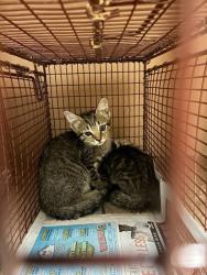 Shelter Stray Male Cat last seen Near Farm To Market 969, AUSTIN, TX, 78724, 7201 Levander Loop bldg a, Austin, TX 78702, USA