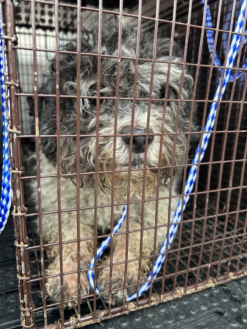 Shelter Stray Male Dog last seen Near Heartland Drive, MANOR, TX, 78653, 7201 Levander Loop bldg a, Austin, TX 78702, USA