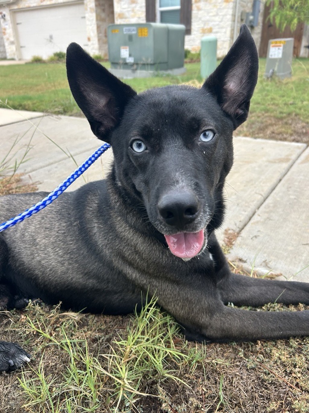 Shelter Stray Male Dog last seen Near Heartland Drive, MANOR, TX, 78653, 7201 Levander Loop bldg a, Austin, TX 78702, USA