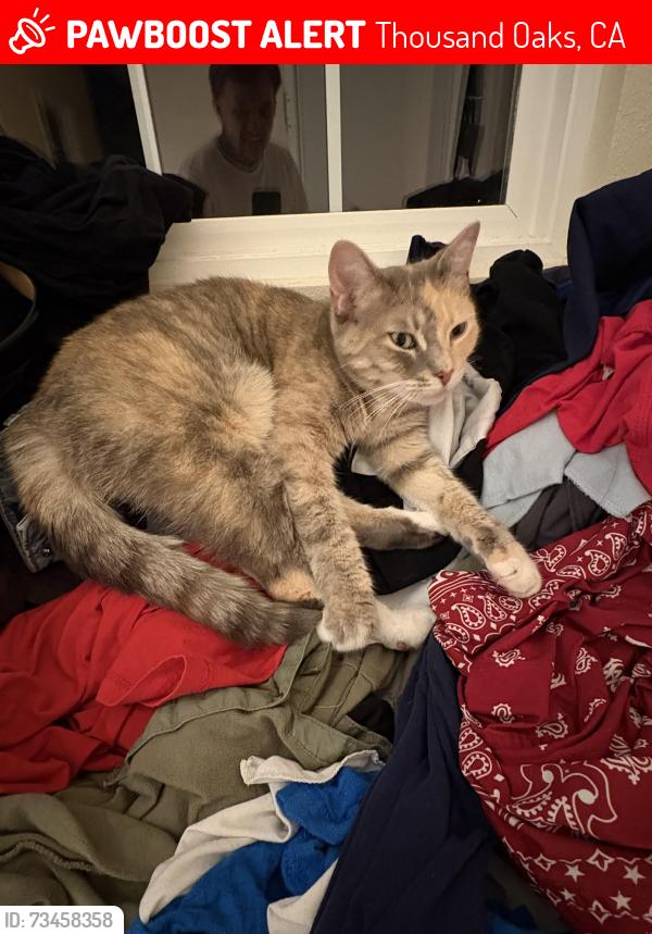 Lost Female Cat last seen Solway court, Thousand Oaks, CA 91362