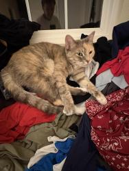 Lost Female Cat last seen Solway court, Thousand Oaks, CA 91362
