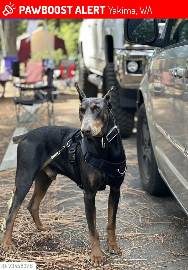Lost Male Dog last seen North 7 street, Yakima, WA 98901