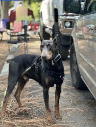 Lost Male Dog last seen North 7 street, Yakima, WA 98901