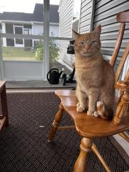 Reunited Male Cat last seen Lynwood lane Fuquay, Fuquay-Varina, NC 27526