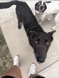 Reunited Female Dog last seen Near & Grant, Houston, TX 77070