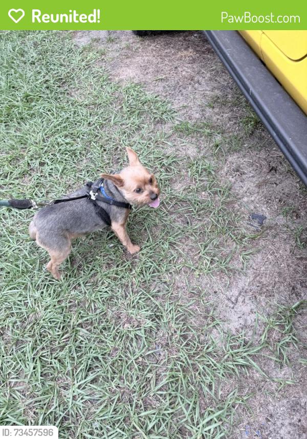 Reunited Male Dog last seen Allegheny, Pine Hills, FL 32818