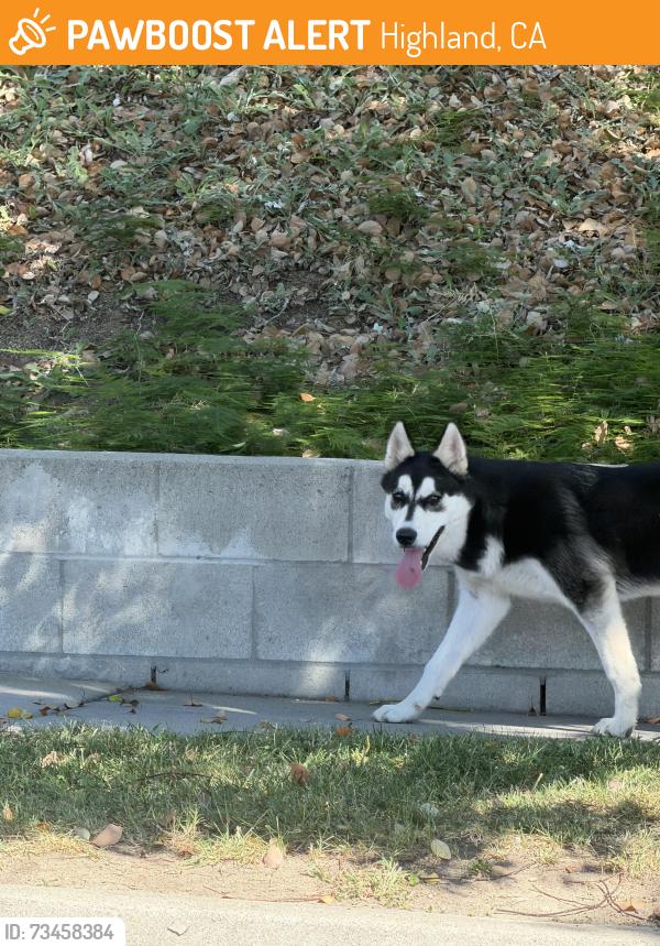 Found/Stray Unknown Dog last seen Lynwood and Belvedere, Highland, CA 92346