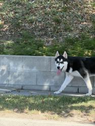 Found/Stray Unknown Dog last seen Lynwood and Belvedere, Highland, CA 92346