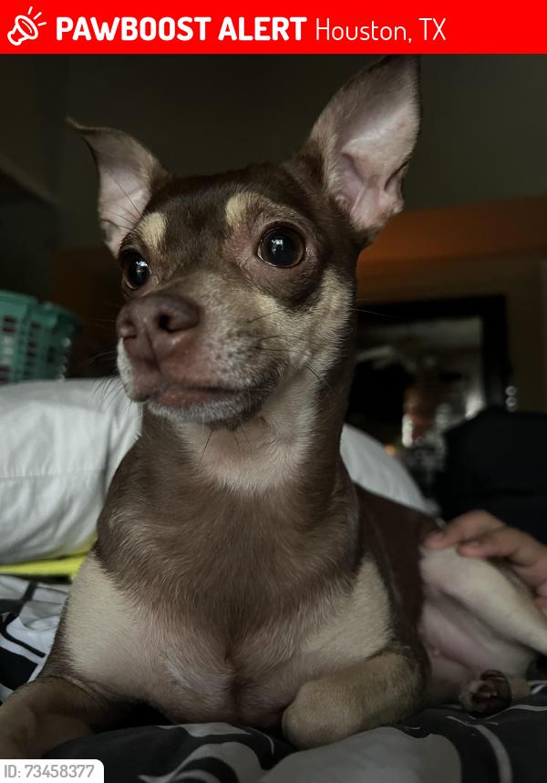Lost Female Dog last seen Greenwood forest dr and fm1960, Houston, TX 77066