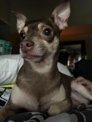 Lost Female Dog last seen Greenwood forest dr and fm1960, Houston, TX 77066