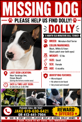 Lost Female Dog last seen Corner of bacon & Saratoga, San Diego, CA 92107